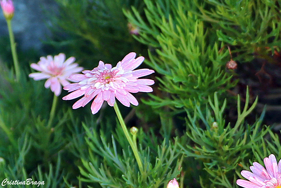 Margaridinha rosa - Argyranthemum