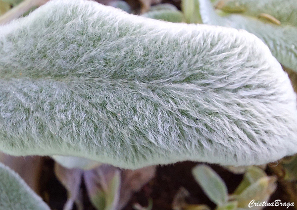Orelha de Lebre - Stachys byzantina