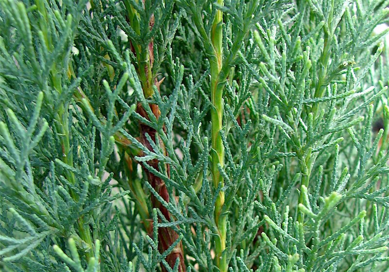 Cipreste Italiano - Cupressus sempervirens