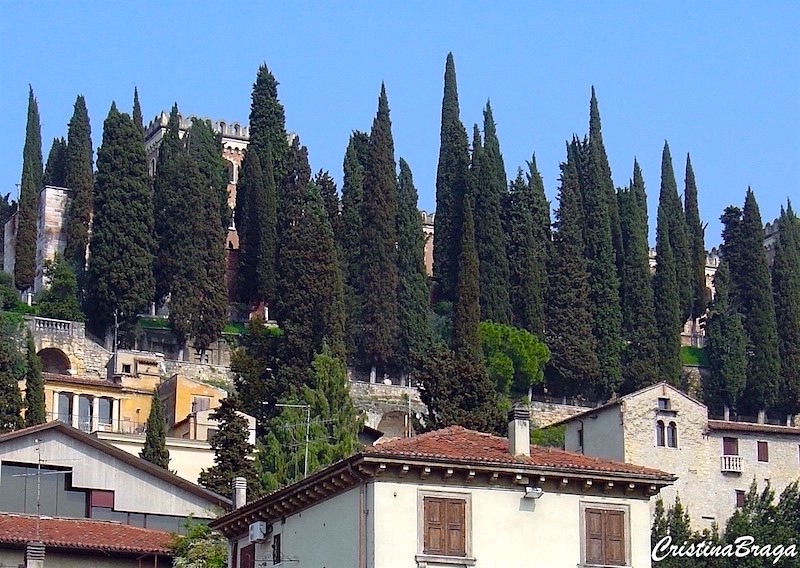 Cipreste Italiano - Cupressus sempervirens