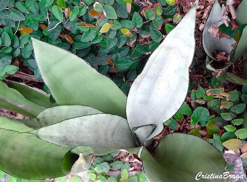 Espadinha - Sansevieria trifasciata