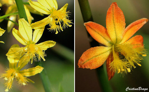 Bulbine - Bulbine frutescens