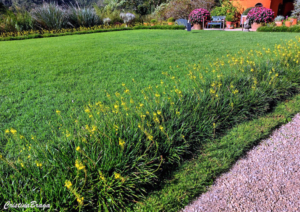 Bulbine - Bulbine frutescens