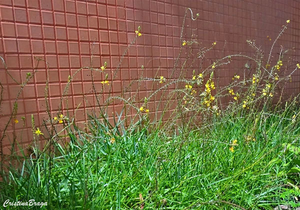 Bulbine - Bulbine frutescens