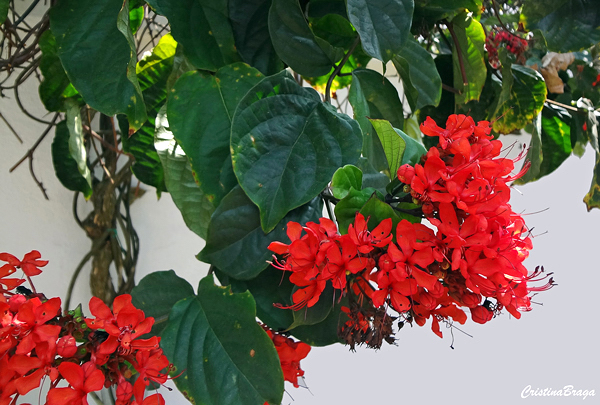 Clerodendro vermelho - Clerodendrum splendens