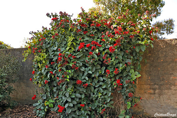 Clerodendro vermelho - Clerodendrum splendens