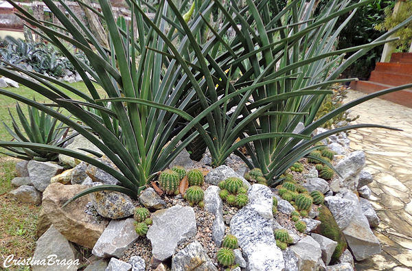 Espada dística - Sansevieria ehrenbergii