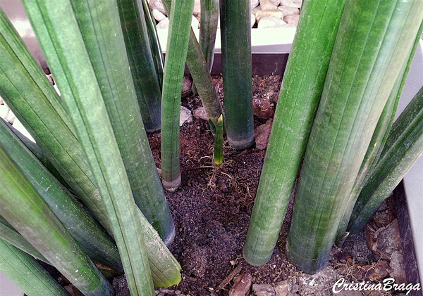 Lança de São Jorge - Sansevieria stuckyi