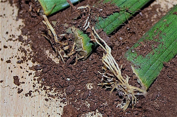 Lança de São Jorge - Sansevieria stuckyi