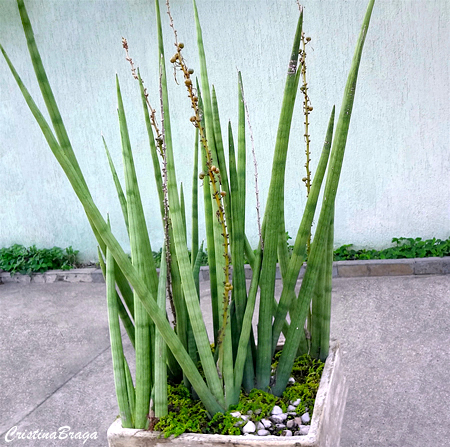 Lança de São Jorge - Sansevieria cylíndrica - Flores e Folhagens