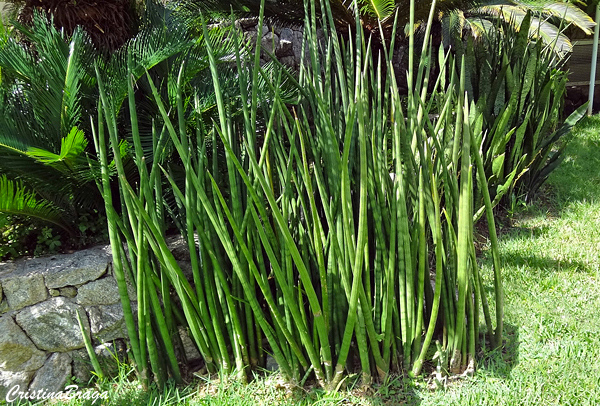 Lança de São Jorge - Sansevieria cylíndrica - Flores e Folhagens