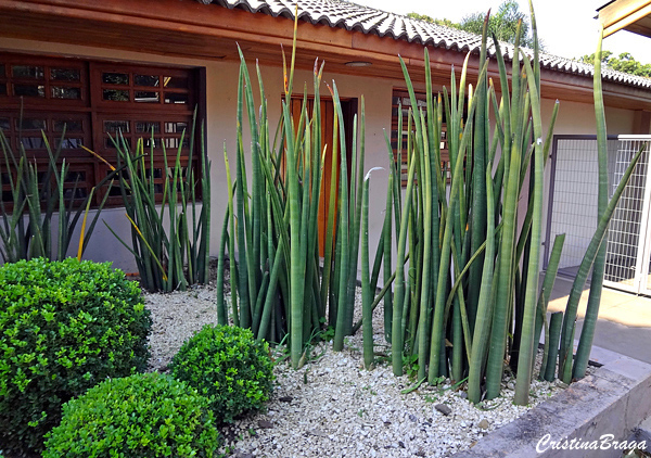 Lança de São Jorge - Sansevieria stuckyi