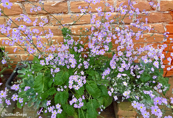 Mini prímulas - Primula malacoides