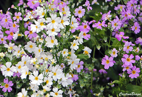 Mini prímulas - Primula malacoides