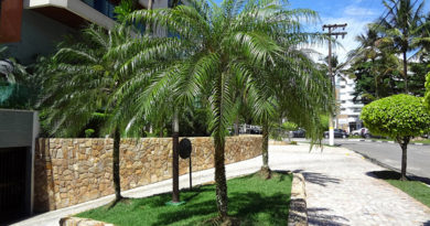 Palmeira Fenix – Phoenix roebelenii