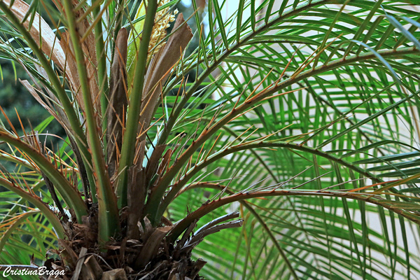 Palmeira Fenix - Phoenix roebelenii