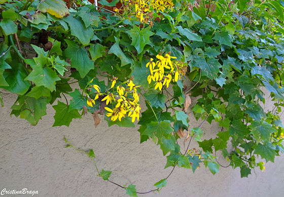 Trepadeira Africana - Senecio mikanioides