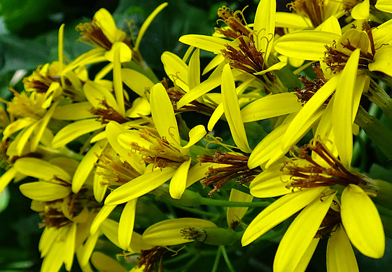 Trepadeira Africana - Senecio mikanioides