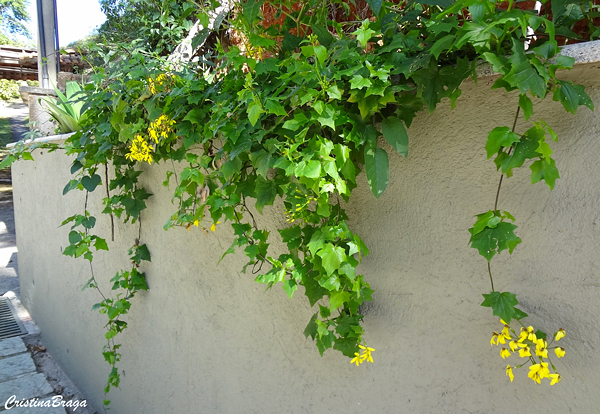 Trepadeira Africana - Senecio mikanioides