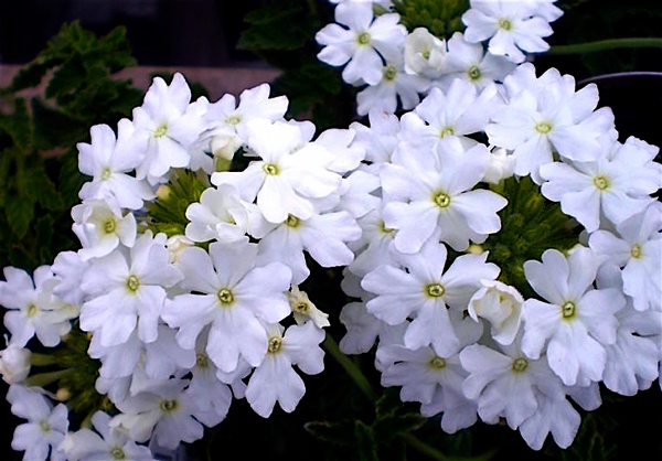 Verbena - Verbena hybrida