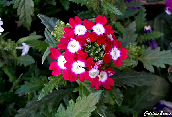 Verbena - Verbena hybrida