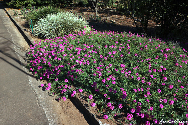 Verbena - Verbena hybrida