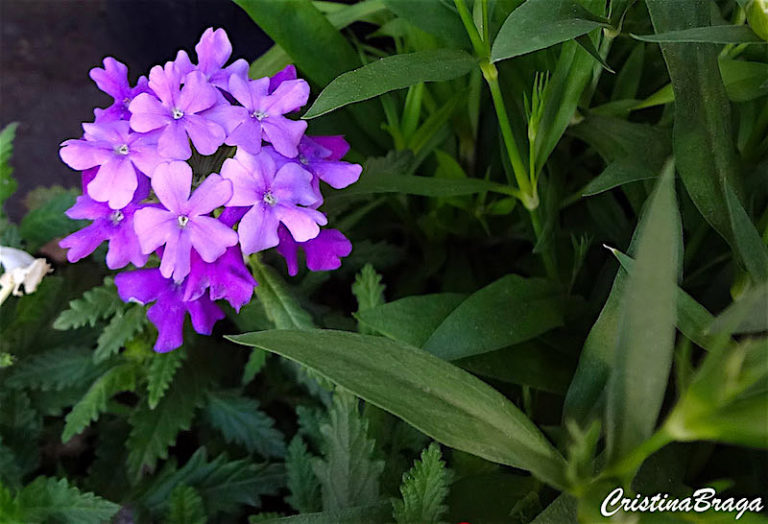 Verbena - Verbena hybrida