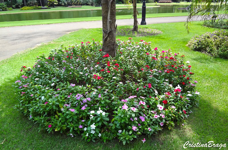 Vinca - Catharanthus roseus