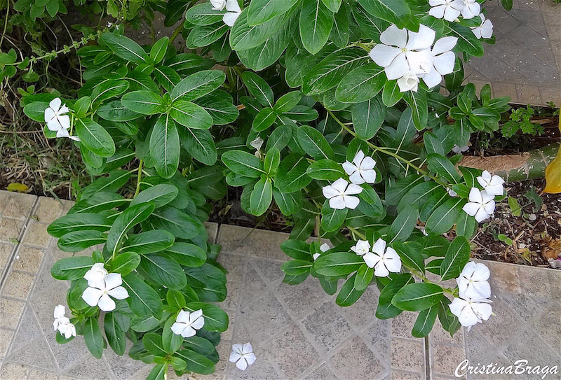 Vinca - Catharanthus roseus