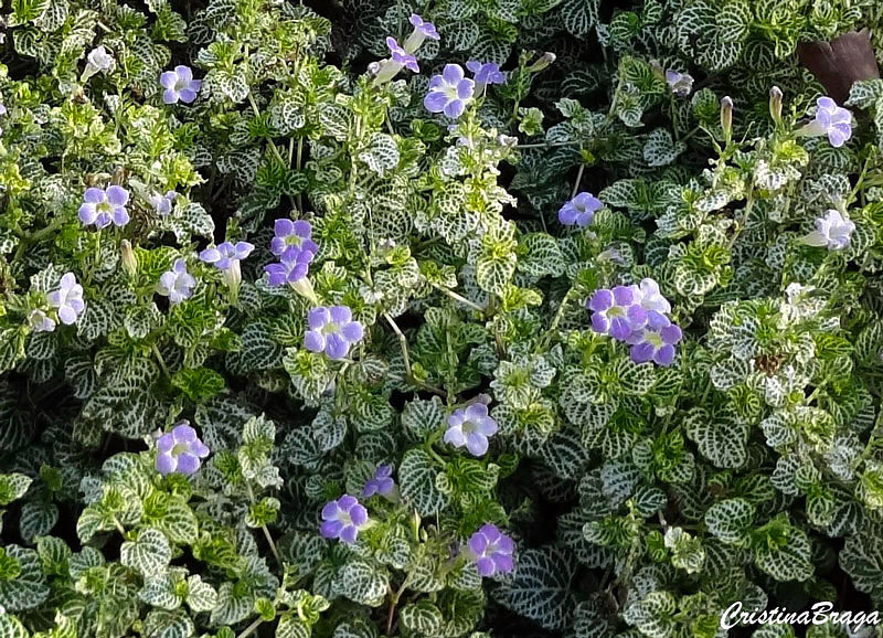 Asistásia - Asystasia gangetica