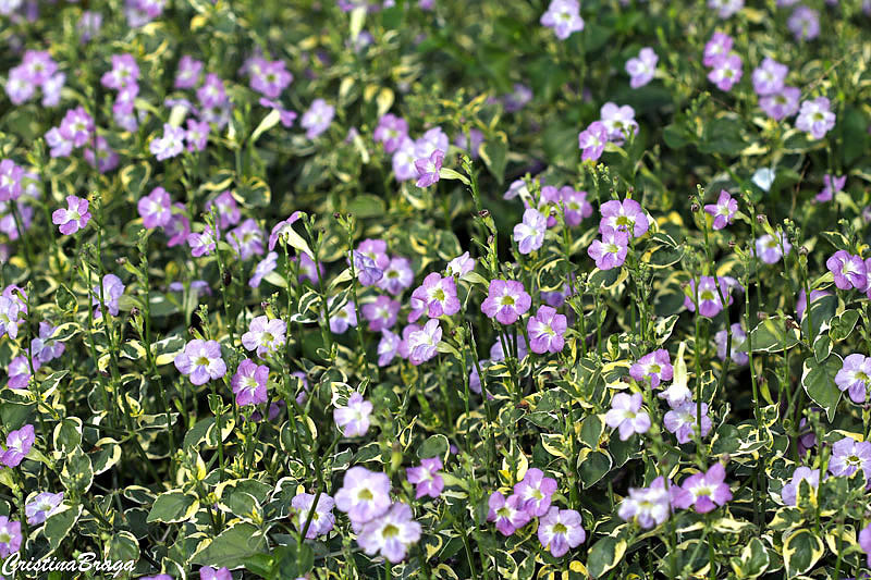 Asistásia - Asystasia gangetica