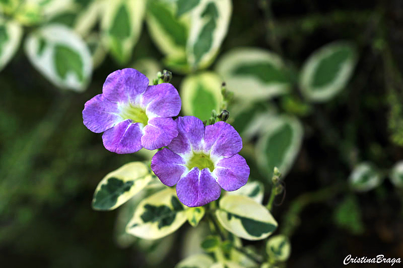 Asistásia - Asystasia gangetica