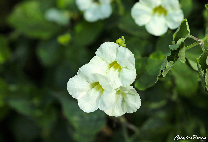 Asistásia - Asystasia gangetica