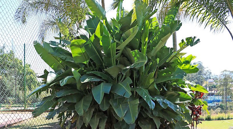 Bananeira Ornamental - Musa ornata - Flores e Folhagens