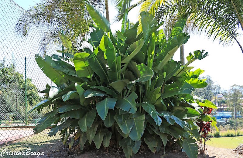Bananeira Ornamental - Musa ornata - Flores e Folhagens