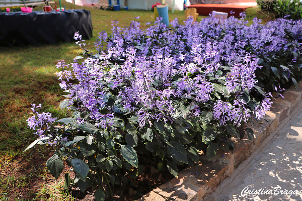 Ametista - Plectranthus saccatus