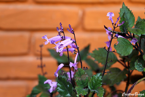 Ametista - Plectranthus saccatus