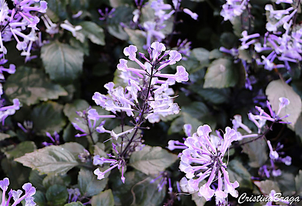 Ametista - Plectranthus saccatus