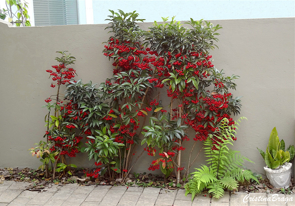 Ardísia - Ardisia crenata