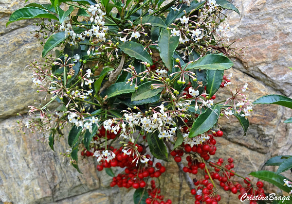 Ardísia - Ardisia crenata