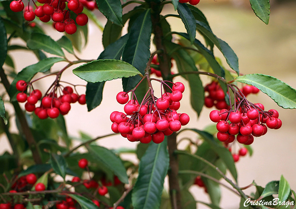 Ardísia - Ardisia crenata