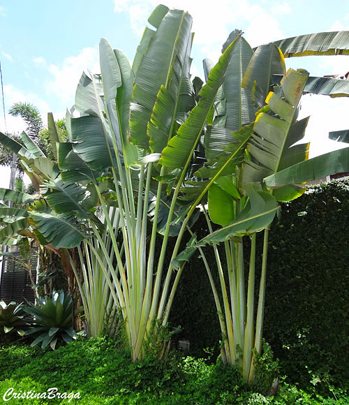 arvore do viajante – ravenala madagascariensis