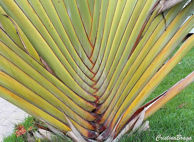 arvore do viajante – ravenala madagascariensis