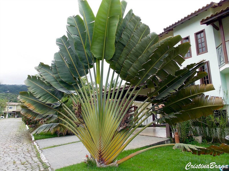 Raizes & Folhas - A Ravenala (Ravenala madagascariensis) é