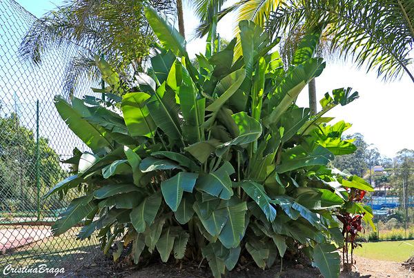 Bananeira Ornamental - Musa ornata