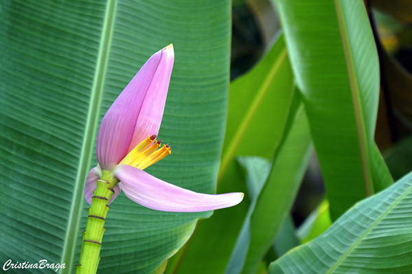 Bananeira Ornamental - Musa ornata