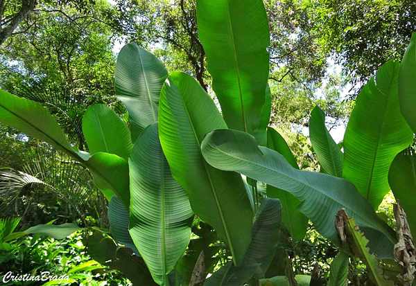 Bananeira Ornamental - Musa ornata - Flores e Folhagens