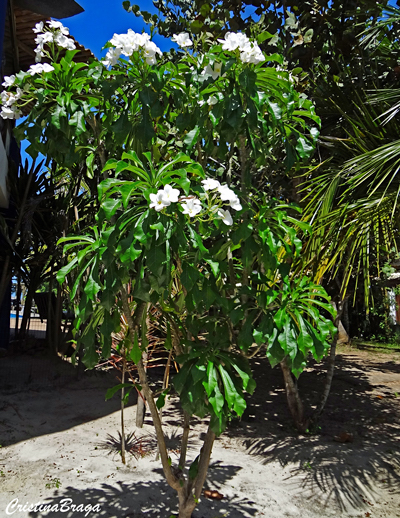 Jasmim do Caribe - Plumeria pudica - Flores e Folhagens