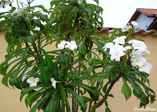 Jasmim do Caribe - Plumeria pudica - Flores e Folhagens