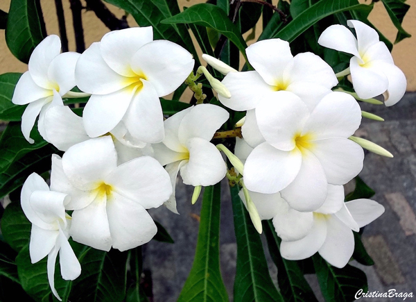 Jasmim do Caribe - Plumeria pudica - Flores e Folhagens